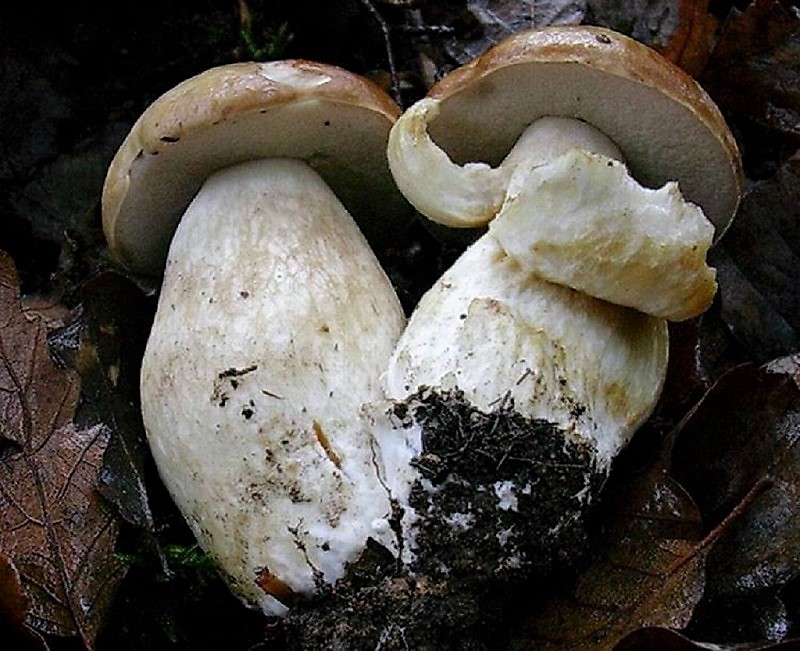 479 Ottobre vecchio ritrovamento